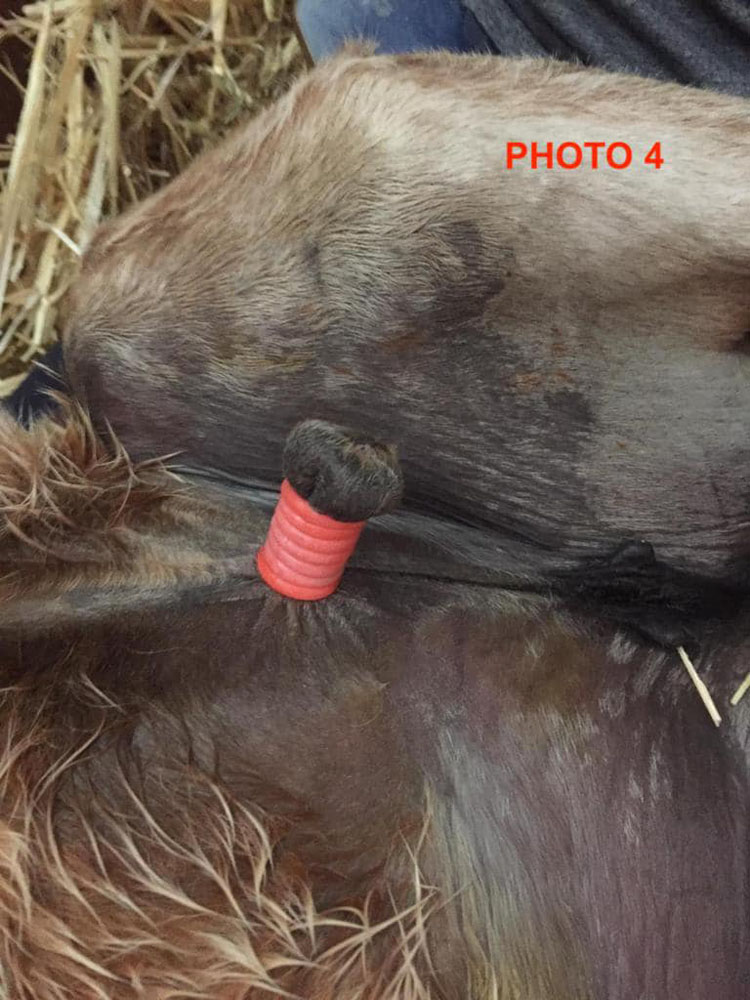 Clinique Equine de Sers - Castration